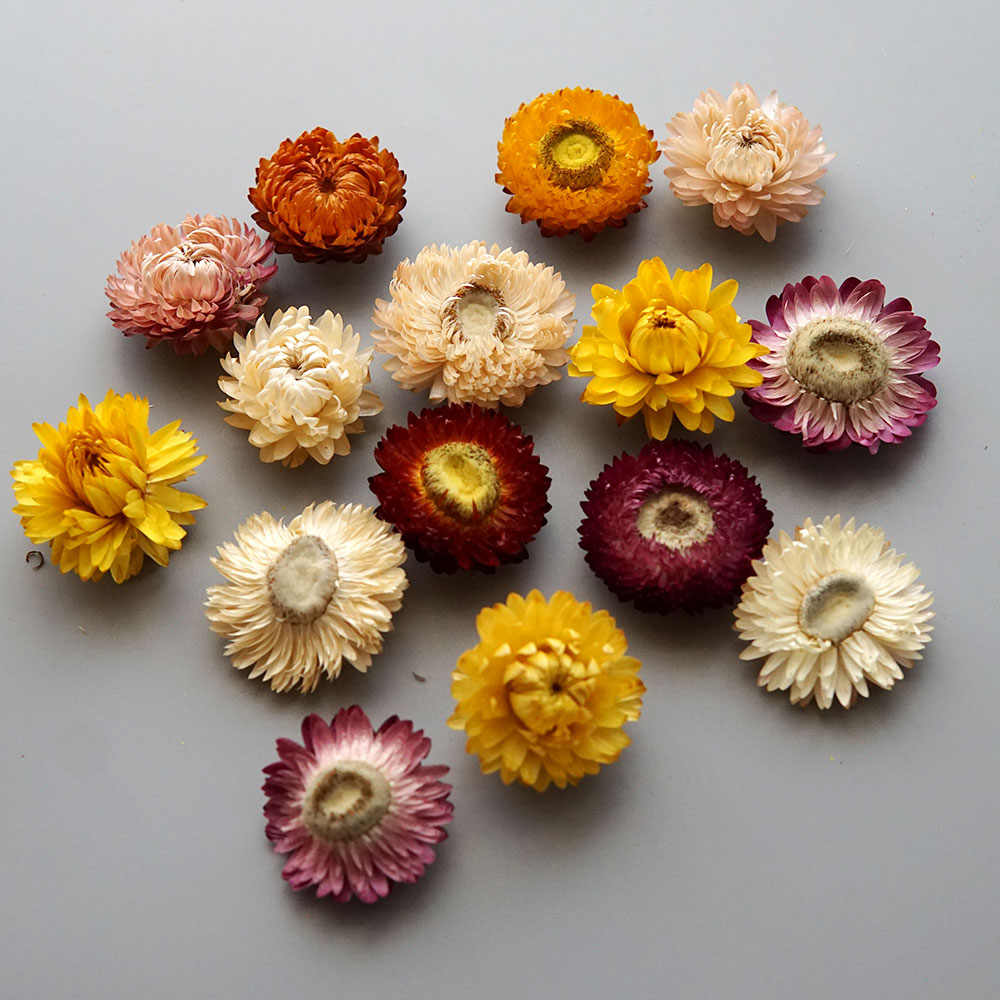 Natural Dried Colorful Chrysan - đánh giá và giá Candle Making At Home