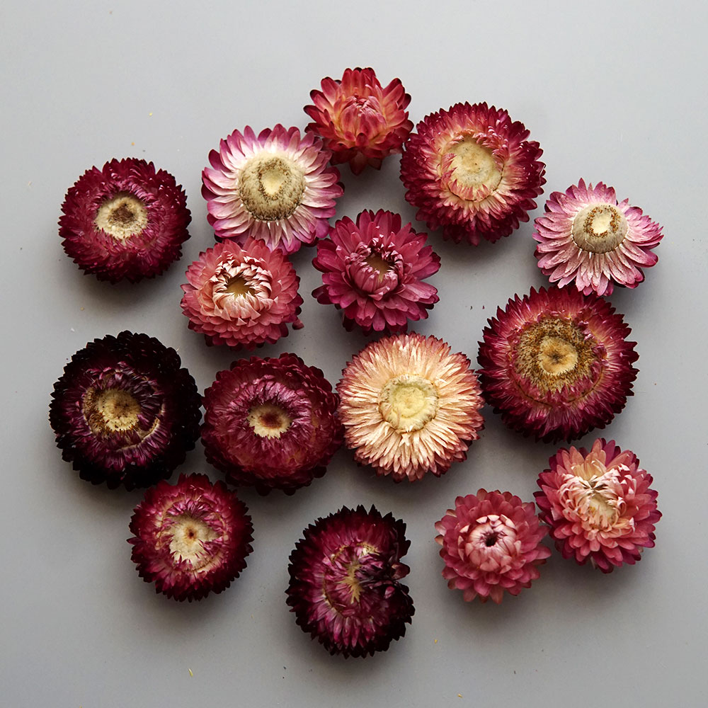 Natural Dried Colorful Chrysan - đánh giá và giá Candle Making At Home